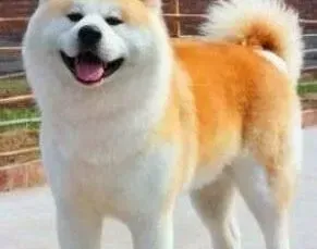 秋田犬|两个月的秋田犬有眼屎，而且泪痕很重怎么办