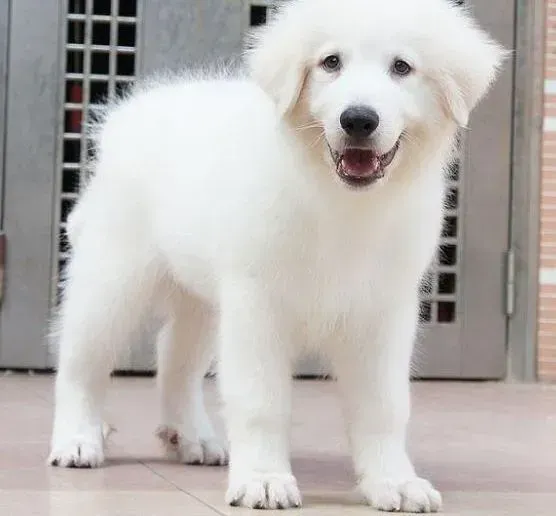 大白熊犬|家庭护理 怎样照顾生病期间的大白熊犬