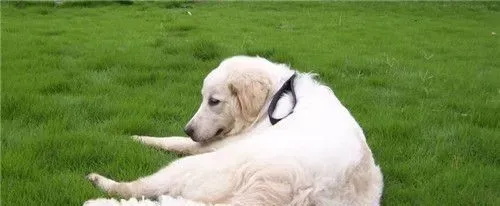 大白熊犬毛色 一般毛色是白色或白色带有灰色 | 大白熊犬