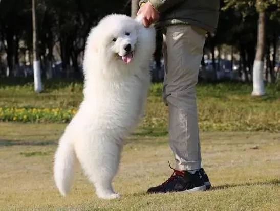 大白熊犬|如何让大白熊犬健康的度过换季时期