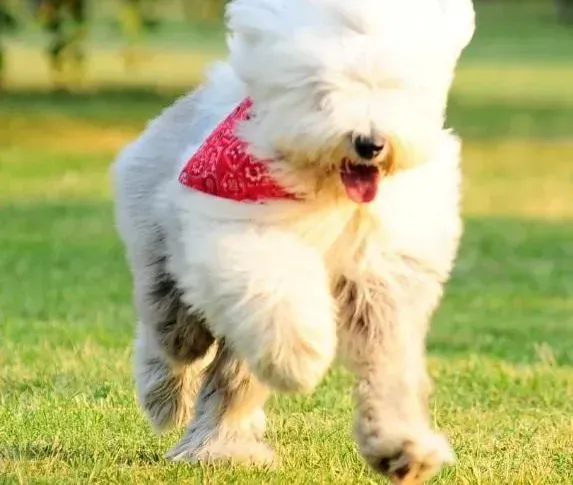 古代牧羊犬|训练篇之如何训练古代牧羊犬幼犬