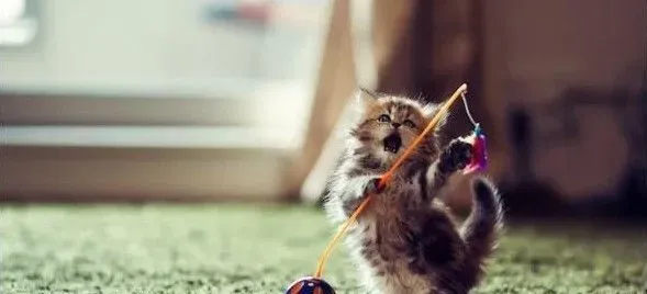 猫的窝怎么做 制作猫窝的高度不需要太高 | 猫