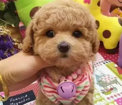 泰迪犬|2个月多的泰迪犬拉稀有没有事