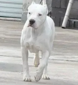 杜高犬|杜高犬最近拉白色的虫子，多大的时候可以驱虫