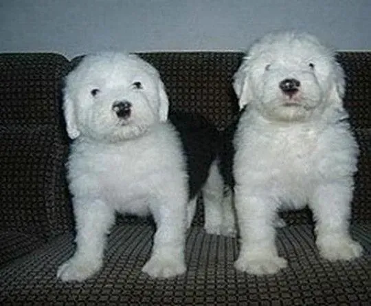 古代牧羊犬|古代牧羊犬初次来到家中如何喂养做合适