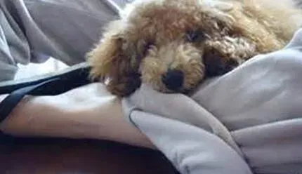 贵宾犬|掌握娴熟技术 轻松给贵宾犬清洁毛发卫生