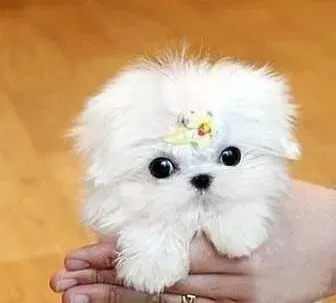马尔济斯|想要与马尔济斯犬交流必知三方面