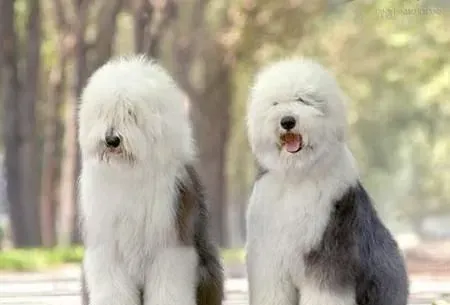 油漆广告的狗是什么狗 英国古代牧羊犬 | 狗