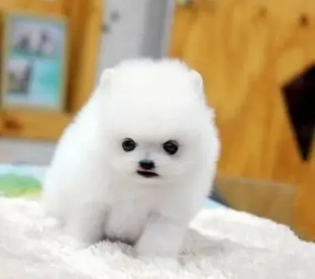 博美犬|让博美犬迅速适应新生环境的小妙招