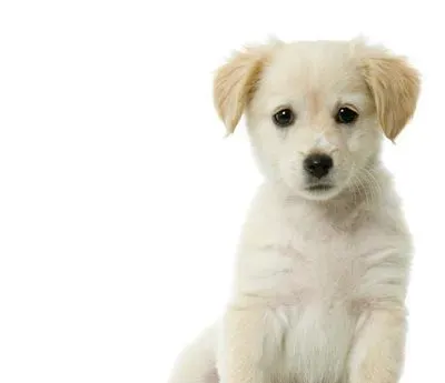 狗狗发情期多长时间 母犬比较特殊 | 狗狗发情期多长时间