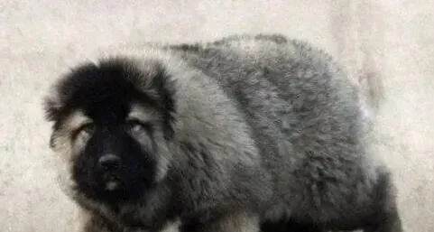高加索犬|高加索犬不停的咳嗽应该给它吃什么药