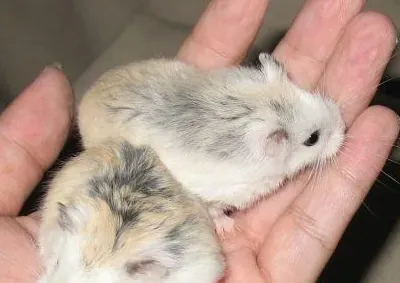 仓鼠为什么不怀孕 可能仓鼠之间交配不成功 | 仓鼠