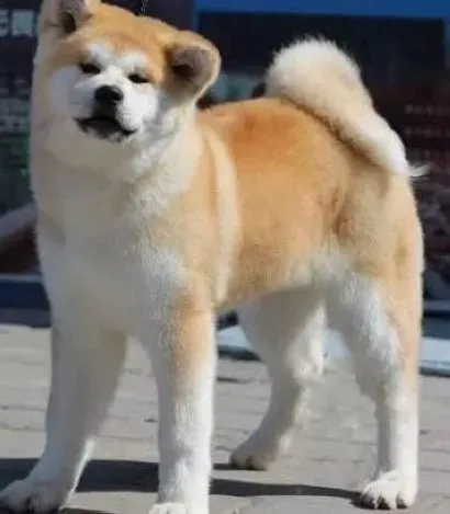 秋田犬|秋田犬体臭的主要来源及解决体味的小秘籍