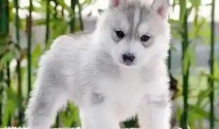 哈士奇|怎样让哈士奇度过难熬的夏天生活