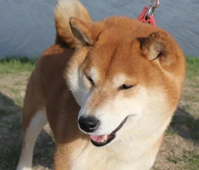 柴犬|柴犬饲养方法及幼犬的照顾事项