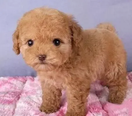 泰迪犬|关注泰迪犬的健康，关注狗狗的饮食