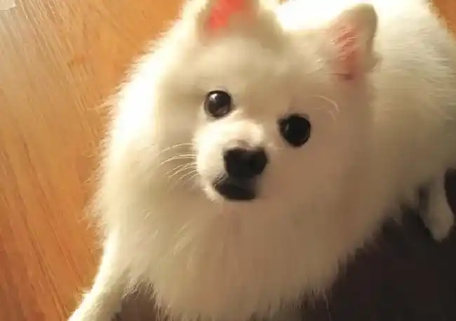 银狐犬|银狐犬呕吐，拉稀没精神怎么办