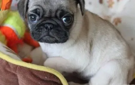 巴哥犬|巴哥犬怀孕20天严重挑食是正常现象么