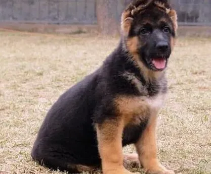 德国牧羊犬|德国牧羊犬拉的便便是绿色的是什么情况