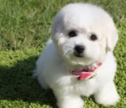 比熊犬|相处小秘诀 如何让比熊犬与孩子融洽相处