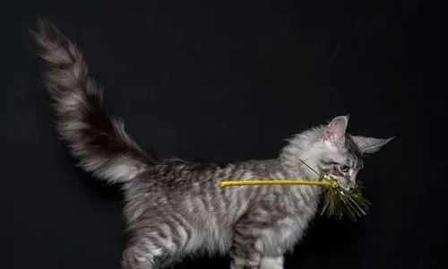 缅因猫感冒吃什么药 猫咪的正常生理标准 | 缅因猫
