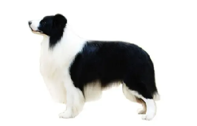 边境牧羊犬吃什么?选择狗粮省心省力 | 边境牧羊犬