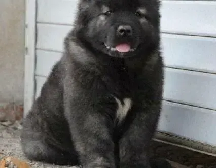 高加索犬|高加索犬皮肤发黑有黑点是怎么了