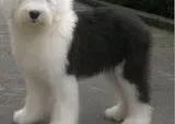 古代牧羊犬|古代牧羊犬出现假孕的症状怎么治疗