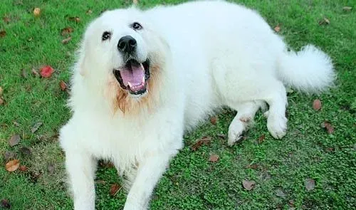 大白熊犬毛色 一般毛色是白色或白色带有灰色 | 大白熊犬