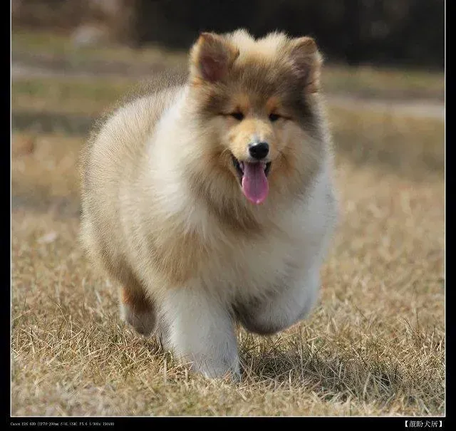 苏格兰牧羊犬|与苏格兰牧羊犬一起遛弯要准备好哪些东西