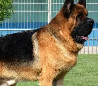 德国牧羊犬|治疗德国牧羊犬厌食的好方法