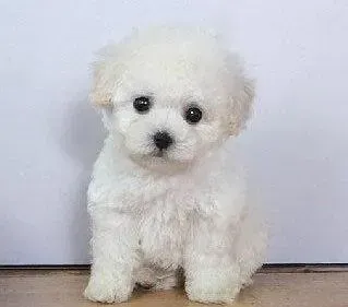 比熊犬|比熊犬患上细小已经好几天了，怎么才能治好它