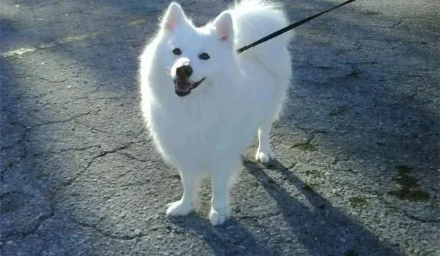 银狐犬|怎么训练满月的银狐犬定点大小便