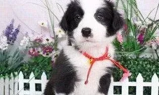 边境牧羊犬|边境牧羊犬咳痰可不可以打疫苗
