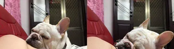 汪星人门口当守卫 再累都能够坐着打瞌睡 | 狗