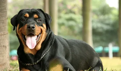 罗威纳犬如何断尾 选择一家正规的宠物医院 | 罗威纳犬