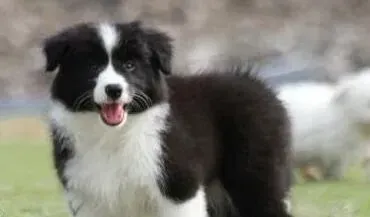 边境牧羊犬|边境牧羊犬身上有很多皮屑，很痒怎么办
