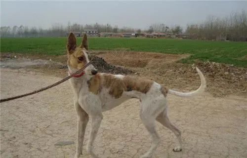 惠比特犬怎么过冬 需要给其提供优质的食物 | 惠比特犬