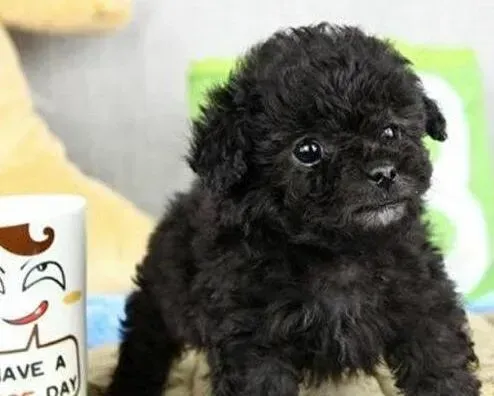 泰迪犬|求高手指点 泰迪犬只是单纯的拉稀怎么治疗