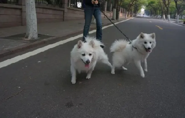 银狐犬|关于银狐犬的攻击性如何对待