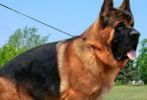 德国牧羊犬|怀孕和哺乳期的德国牧羊犬对能量有什么要求