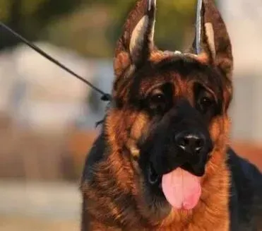 德国牧羊犬|20多天的德国牧羊犬肚子里有蛔虫可以吃驱虫药吗