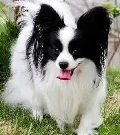 蝴蝶犬|蝴蝶犬不能吃的食物有哪些