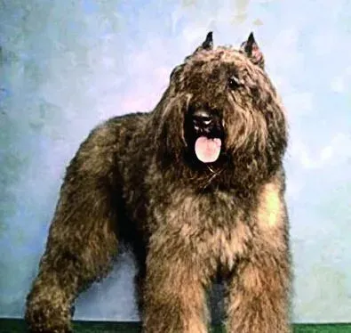 法兰德斯畜牧犬的日常护理 从腰部往前修毛 | 法兰德斯畜牧犬
