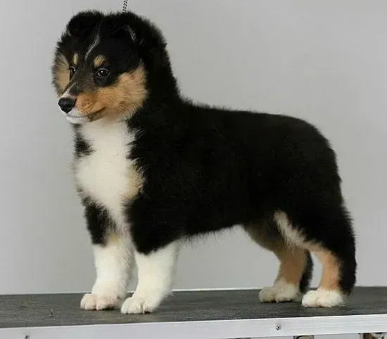 喜乐蒂|公喜乐蒂犬发情后变得特别凶猛怎么教育