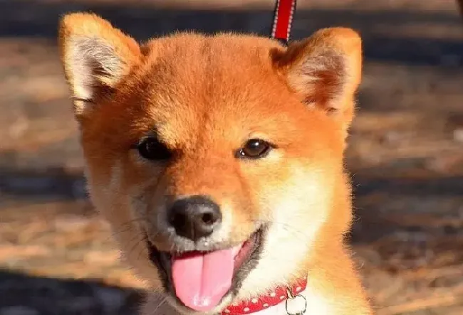 柴犬多少钱  柴犬的价格没想到这么便宜 | 柴犬