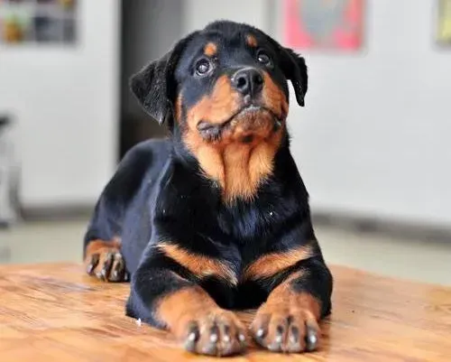 罗威纳犬|为什么给罗威纳犬注射疫苗会失去意义