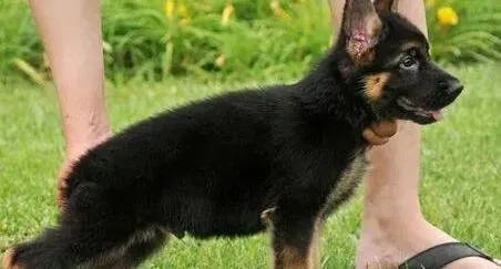 德国牧羊犬|如何让德国牧羊犬拥有完美体形