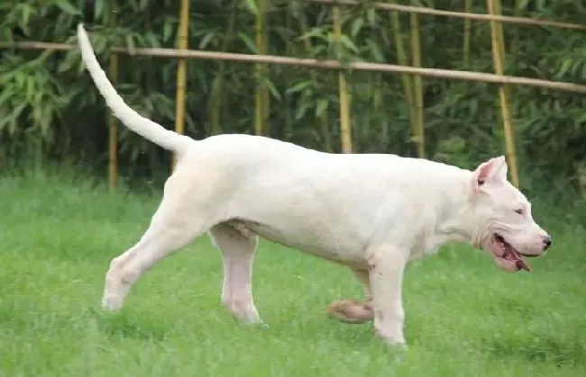 杜高犬|怎样照顾五个月的杜高犬，求解答