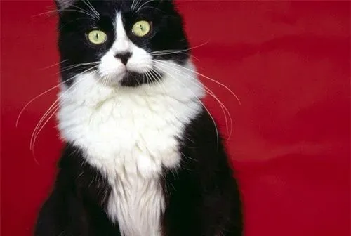 猫鼻支初期症状 猫鼻支要怎么预防及治疗 | 猫鼻支